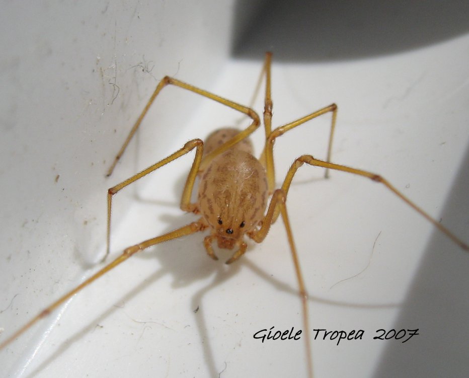 Scytodes thoracica